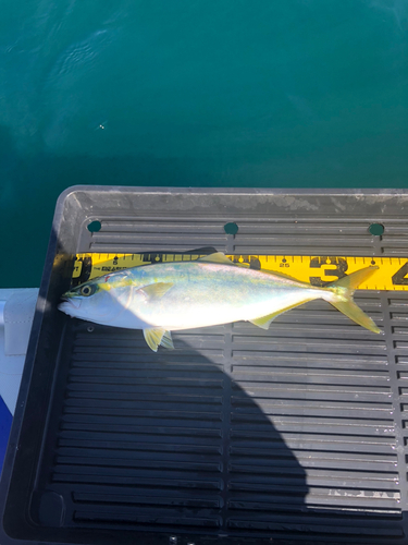 ツバスの釣果