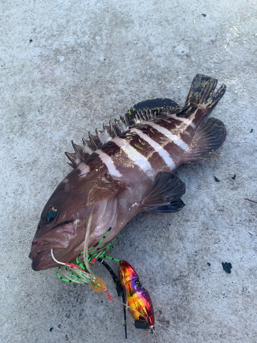 マハタの釣果