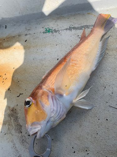 アマダイの釣果