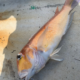 アマダイの釣果・釣り情報まとめ【2024年最新】 - アングラーズ | 釣果600万件の魚釣り情報サイト