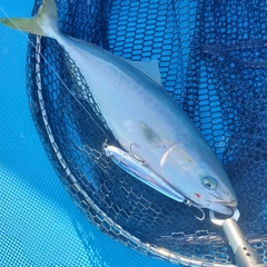 ヤズの釣果