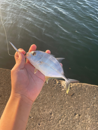 メッキの釣果