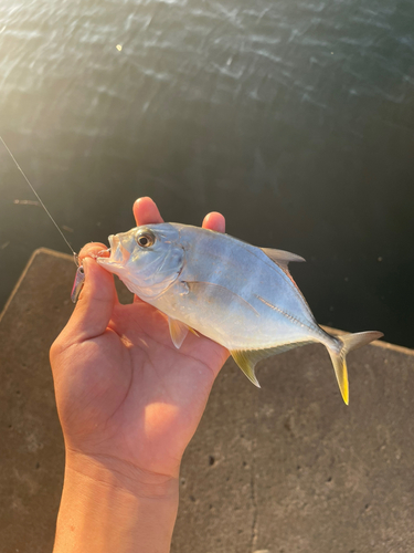 メッキの釣果