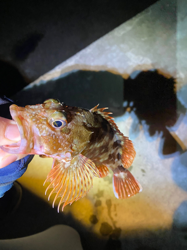 カサゴの釣果