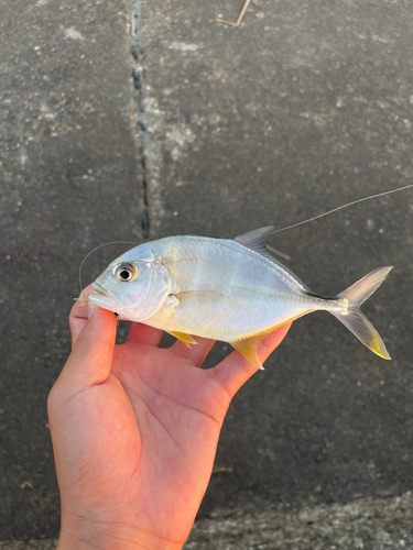 メッキの釣果