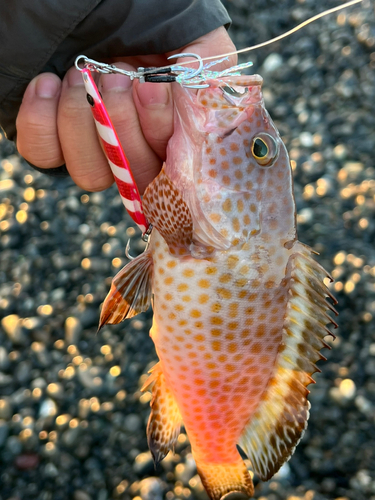 オオモンハタの釣果