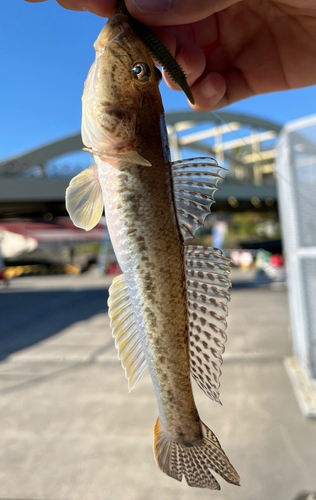 マハゼの釣果