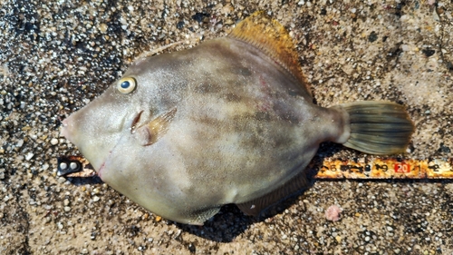 カワハギの釣果