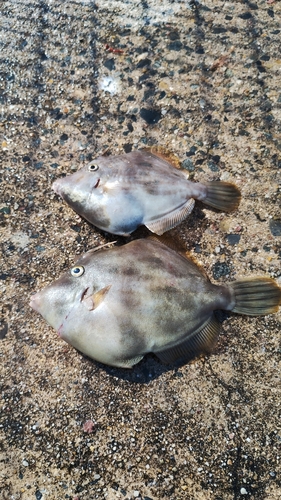 カワハギの釣果