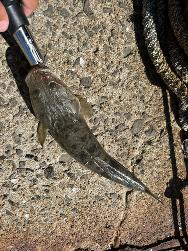 マゴチの釣果