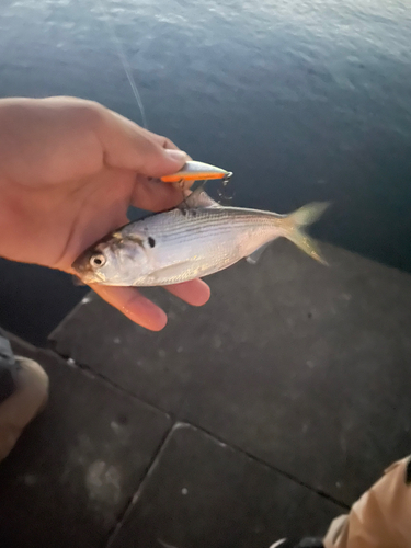 コハダの釣果