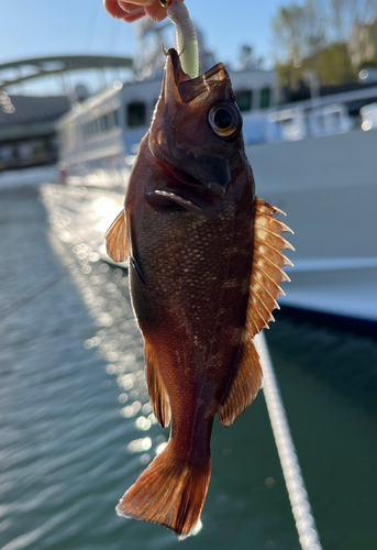 メバルの釣果