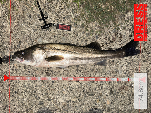 シーバスの釣果