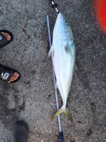 ブリの釣果