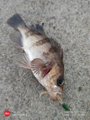 メバルの釣果