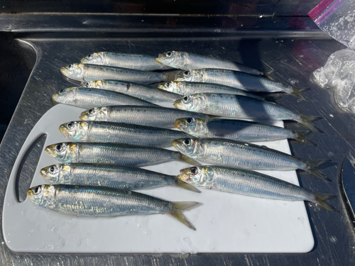 イワシの釣果