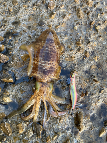 アオリイカの釣果