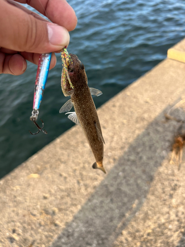 エソの釣果