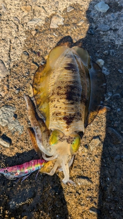 アオリイカの釣果