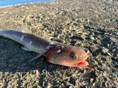 エソの釣果