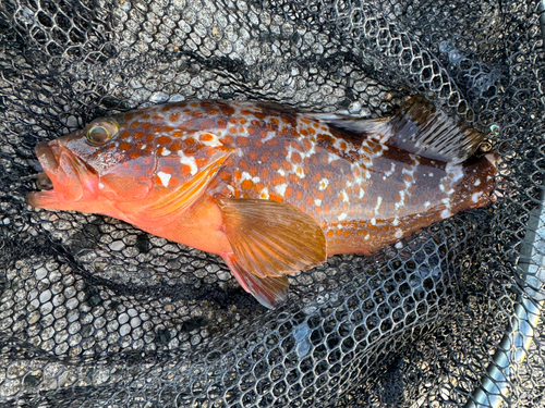 キジハタの釣果