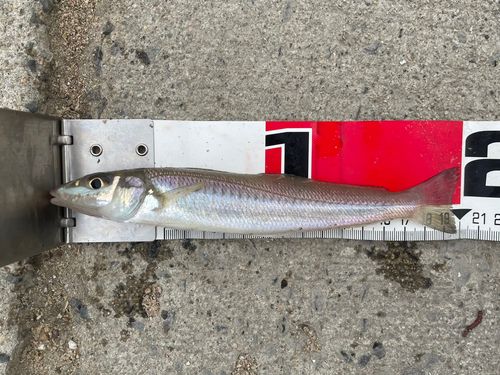 シロギスの釣果