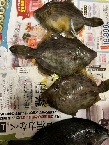 カワハギの釣果