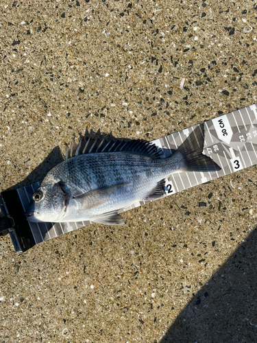 メイタの釣果