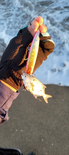 コバンアジの釣果