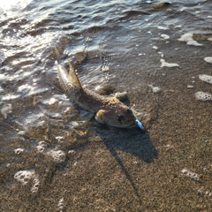 エソの釣果