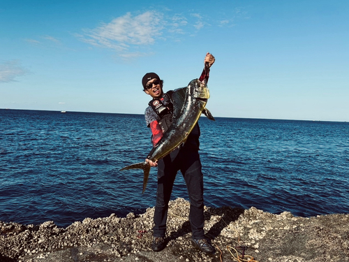 シイラの釣果