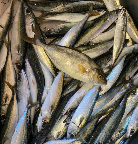 ショゴの釣果