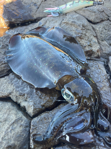 アオリイカの釣果