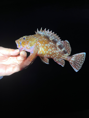 カサゴの釣果