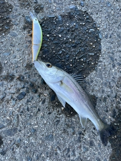 セイゴ（マルスズキ）の釣果