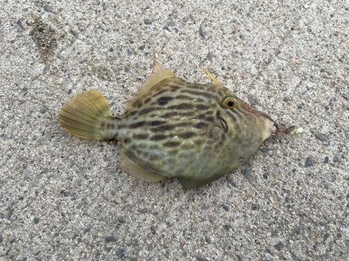 カワハギの釣果