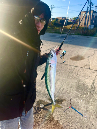 サバの釣果