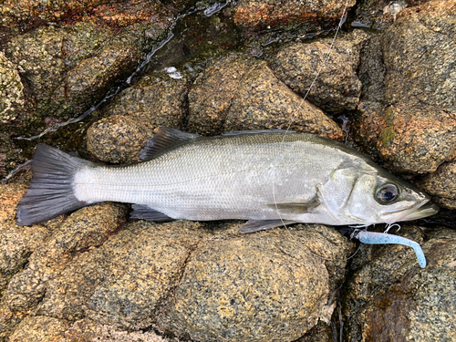 ヒラスズキの釣果