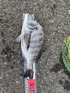 チヌの釣果