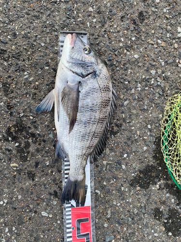 チヌの釣果