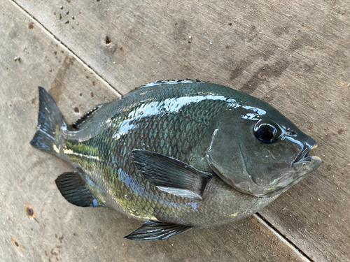 クチブトグレの釣果