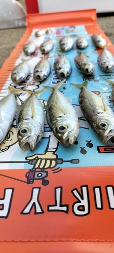 アジの釣果