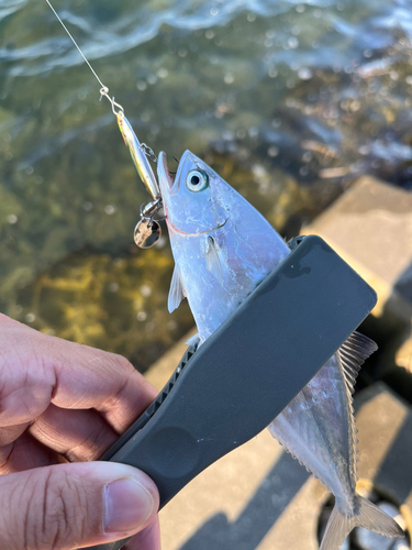 イケカツオの釣果