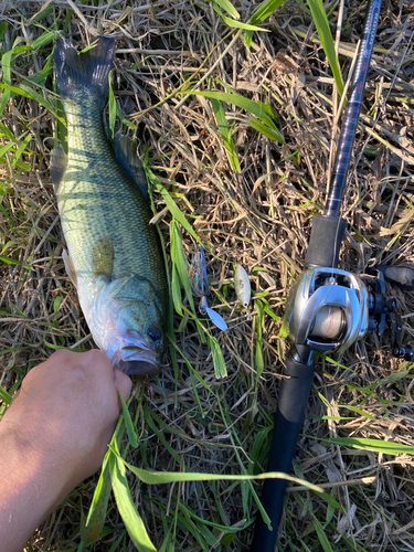 ラージマウスバスの釣果