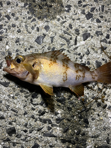 メバルの釣果