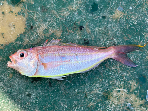 イトヨリダイの釣果