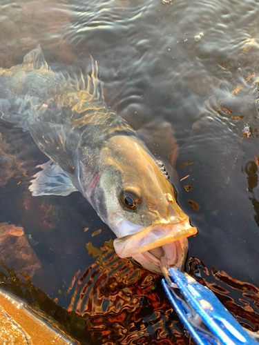 シーバスの釣果