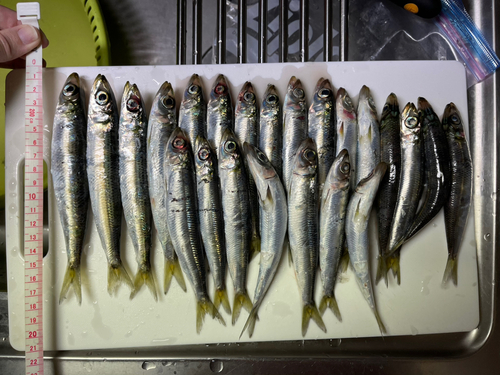 ウルメイワシの釣果