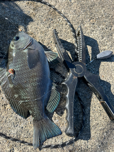 メジナの釣果