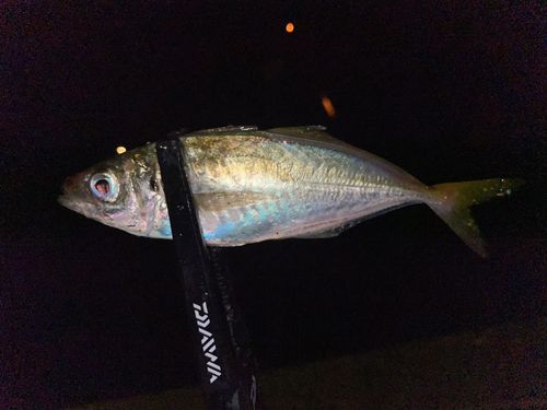 マアジの釣果